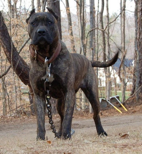 fotos_presa_canario_1 - z-Caine de pe Insulele Canare