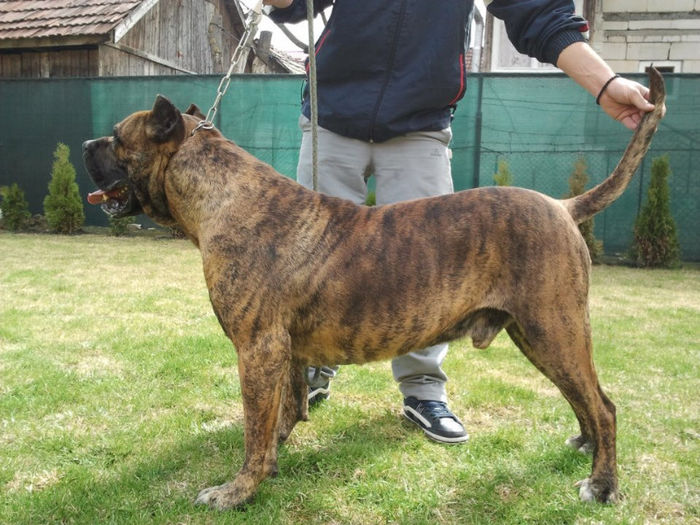 pic204199_caine_Dogo_Canario