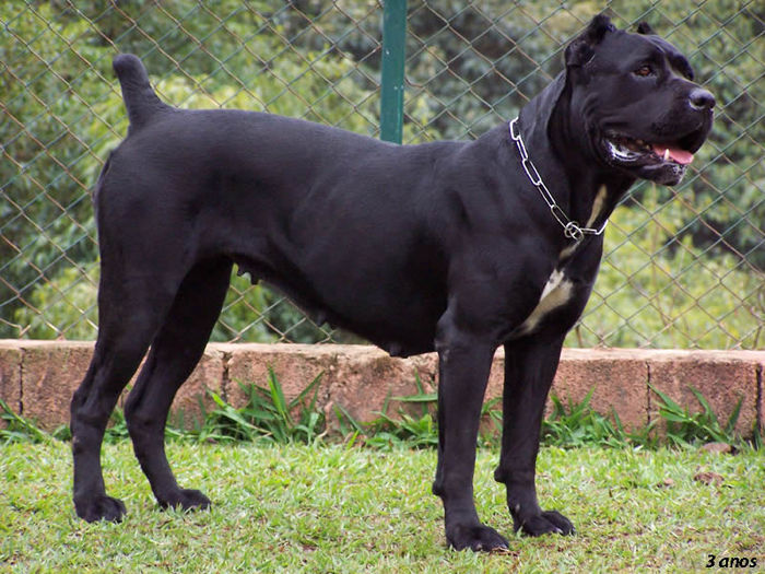 canecorso_23 - z-Cane Corso