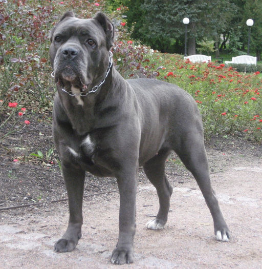 Caine-Cane-Corso - z-Cane Corso