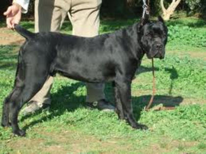 image - z-Cane Corso