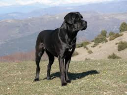 images - z-Cane Corso