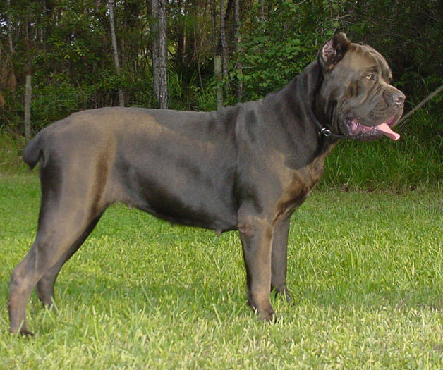 Cane-Corso81