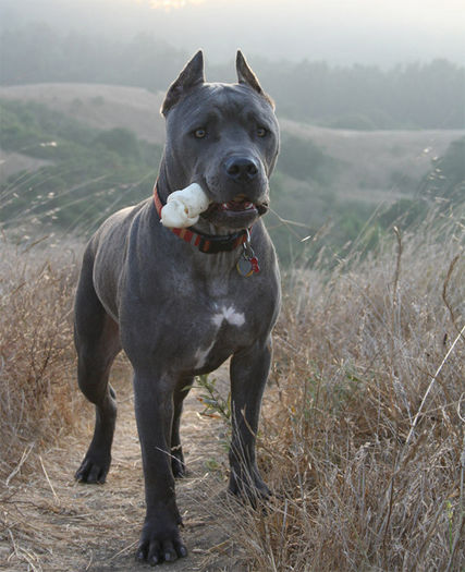 cane_corso_020 - z-Cane Corso