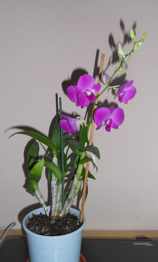 iulie2013.18 - Dendrobium 2013