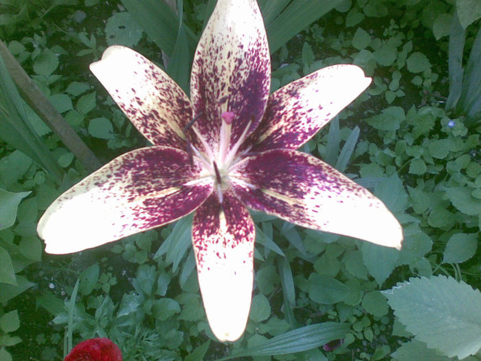 19072013(001) - florile mele