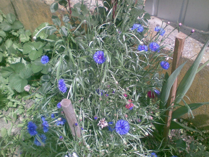 19072013(002) - florile mele
