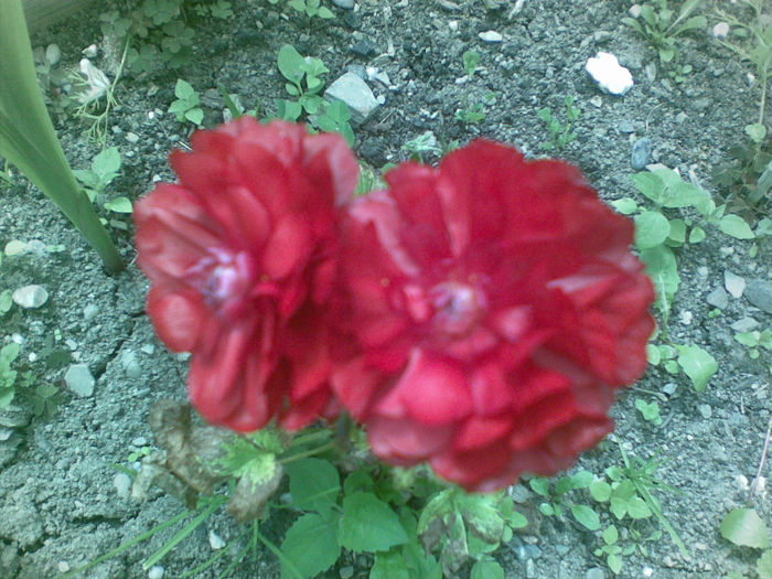 19072013(004) - florile mele