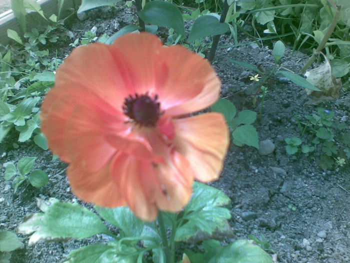 19072013(005) - florile mele