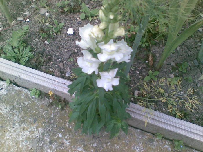 19072013(006) - florile mele