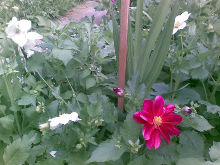 19072013(007) - florile mele