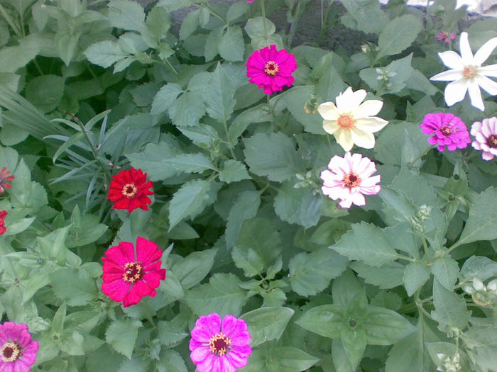 19072013(008) - florile mele