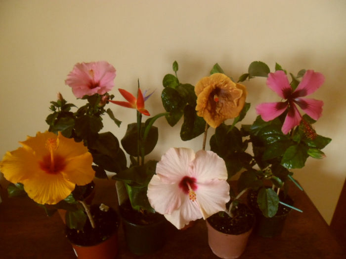 hibiscus grup - Hibiscus 2013-2