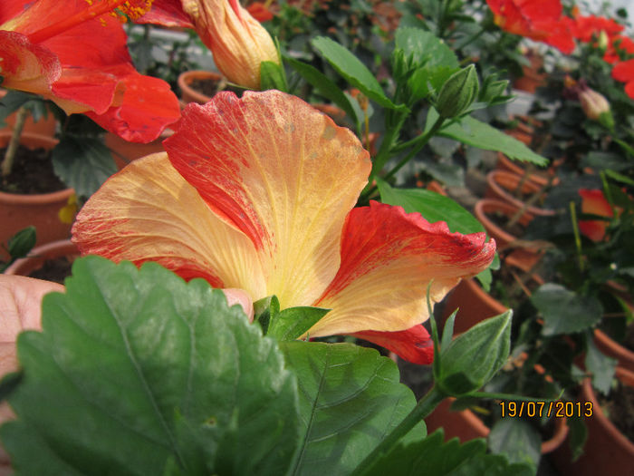IMG_1502 - hibiscus