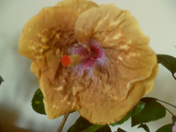 Missisipi Magic - Hibiscus 2013-2