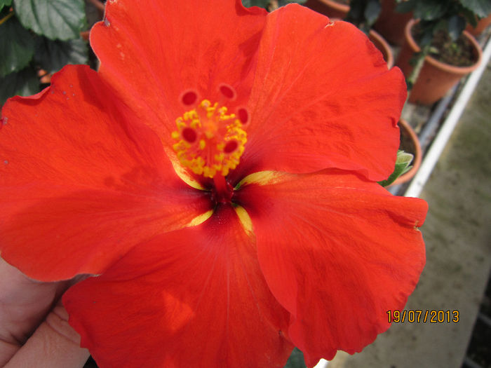 IMG_1501 - hibiscus