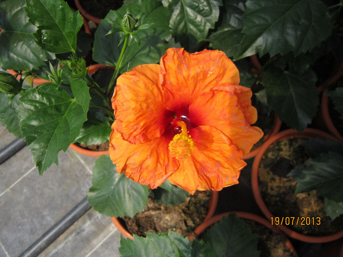 IMG_1503 - hibiscus