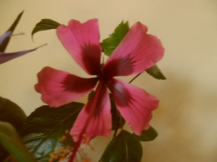 Fidjian Island - Hibiscus 2013-2