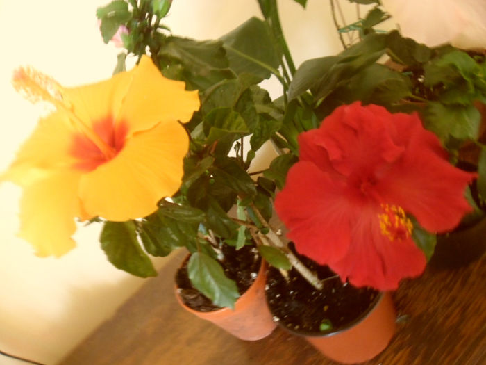 Ahenacus + Helene - Hibiscus 2013-2