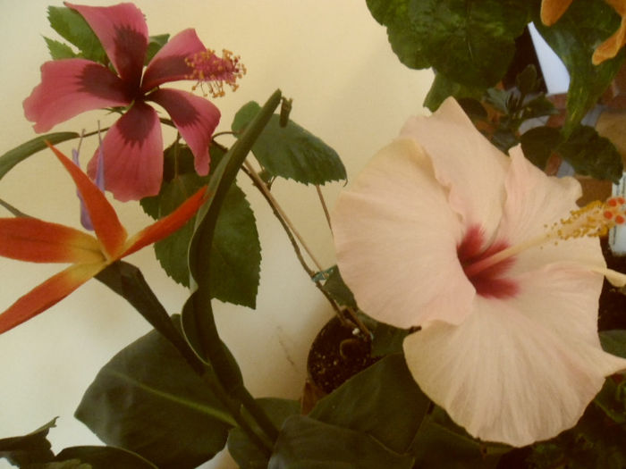 Fidjian Island + Stolen Kiss - Hibiscus 2013-2