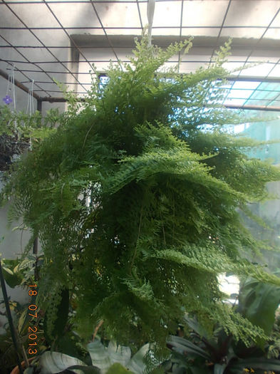 nephrolepis marisa - COLECTIE FERIGI