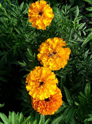 craite orange 1