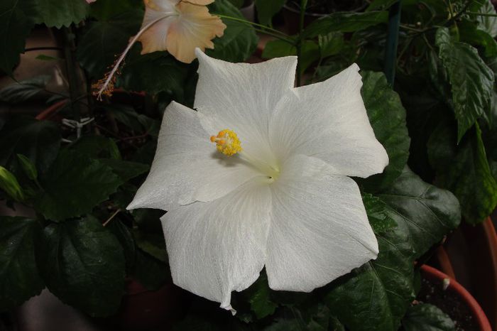 hibiscus Carte Blanche