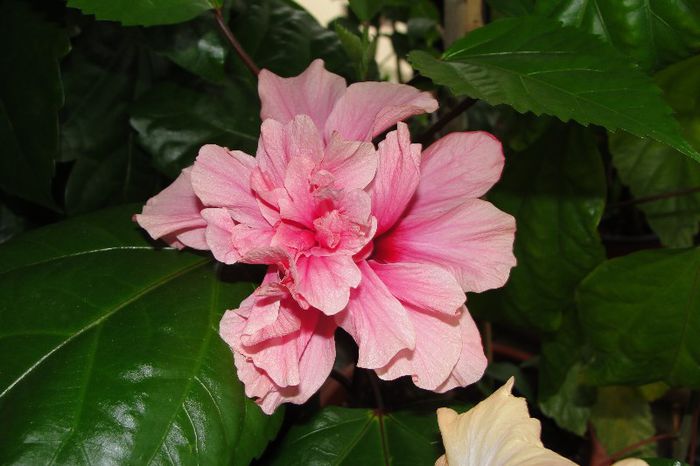 hibiscus Asia?