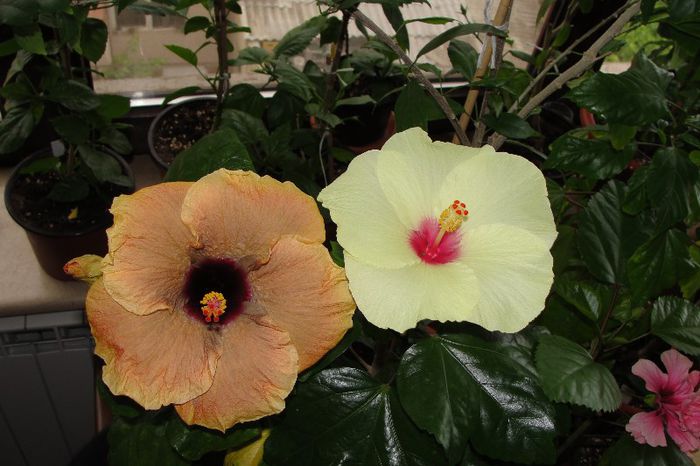  - Hibiscus Gommer 1