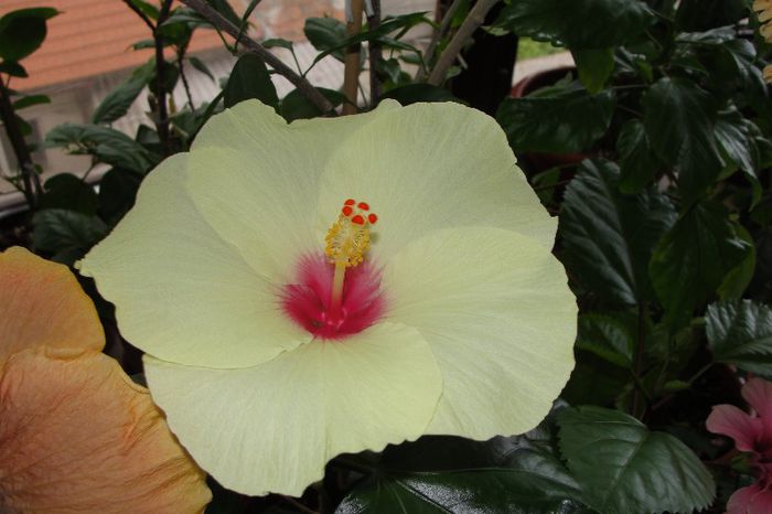 hibiscus Key Lime Pie - Hibiscus Gommer 1