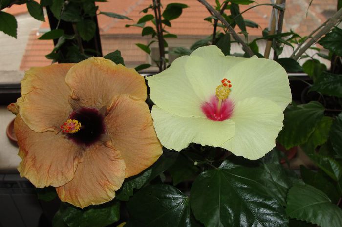  - Hibiscus Gommer 1