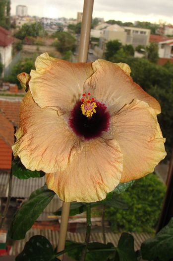  - Hibiscus Gommer 1