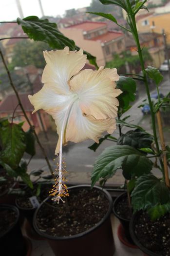 hibiscus Cream Lady