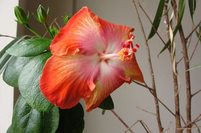  - Hibiscus Gommer 1