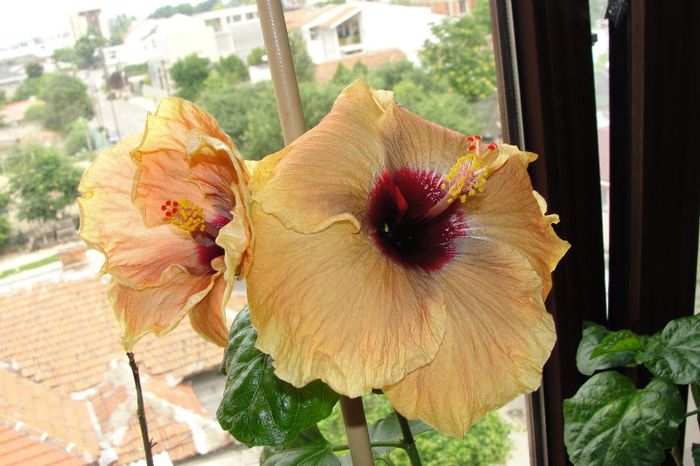 hibiscus Cloudy Day