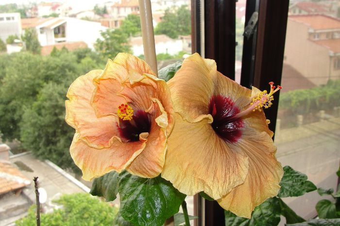  - Hibiscus Gommer 1