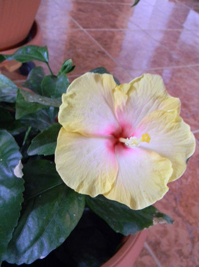 DSCN6533; HIBISCUS - TRANDAFIR JAPONEZ GALBEN FLOARE SIMPLA - HOLLIDAY YELOW
