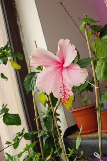 hibiscus Pink Wings