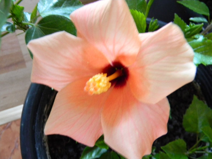 DSCN6663; HIBISCUS -  TRANDAFIR JAPONEZ PINK SALMON FLOARE SIMPLA
-CAIRO ROSA-
