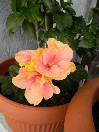 DSCN5802; HIBISCUS - TRANDAFIR JAPONEZ ROZ PAL FLOARE DUBLA; PLANTA PITICA.
-CLASIC APRICOT-
