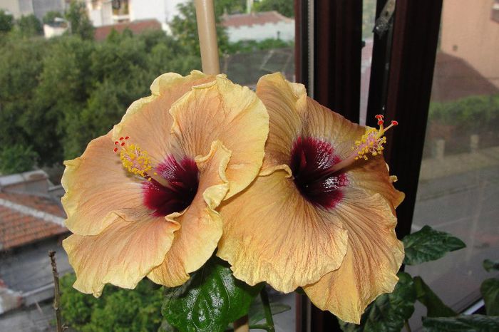 hibiscus Cloudy Day - Hibiscus Gommer 1