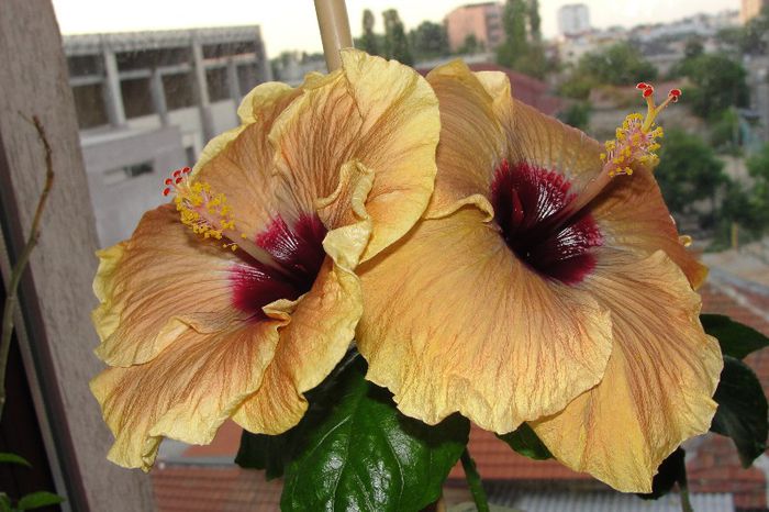  - Hibiscus Gommer 1