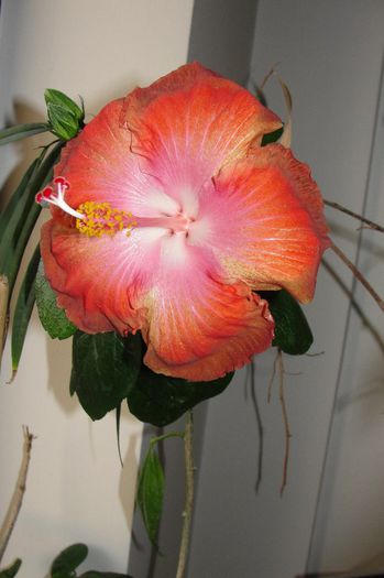  - Hibiscus Gommer 1
