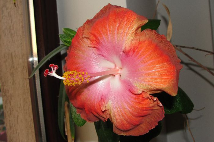  - Hibiscus Gommer 1