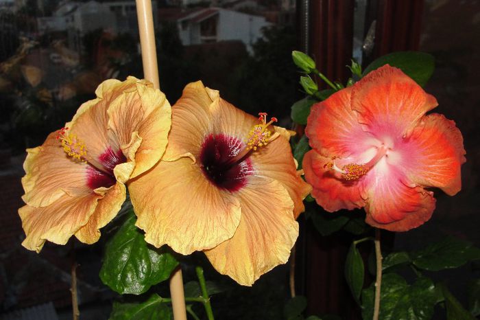  - Hibiscus Gommer 1