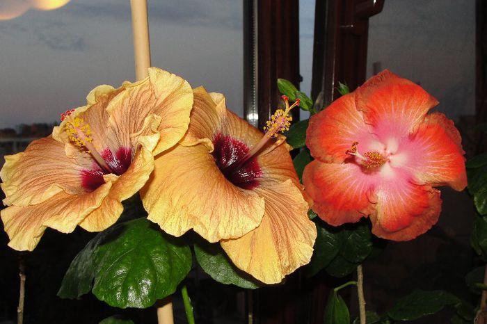  - Hibiscus Gommer 1