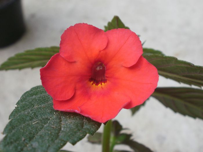 `Orange Delight` - Achimenes and co