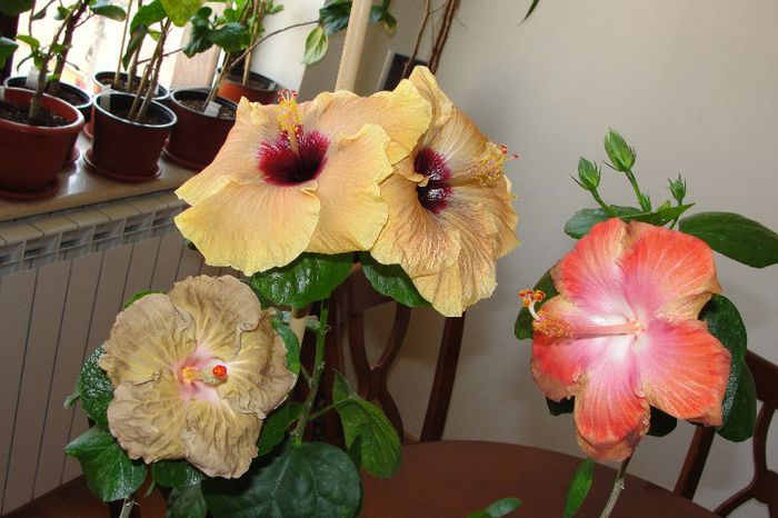  - Hibiscus Gommer 1