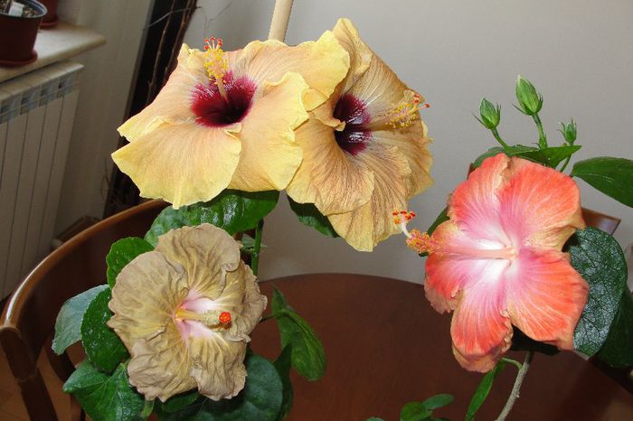 - Hibiscus Gommer 1