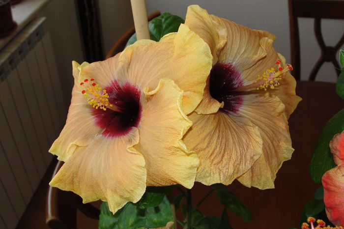  - Hibiscus Gommer 1